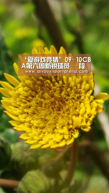 爱游戏官网